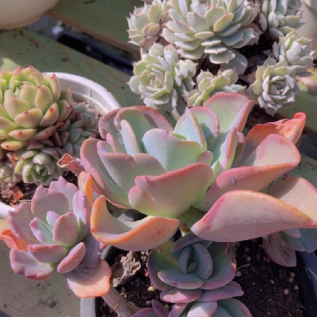 【闪购商品】疯狂锦18158