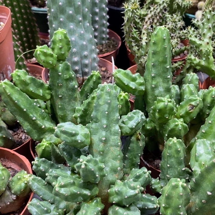 群生多头桃太郎一杯