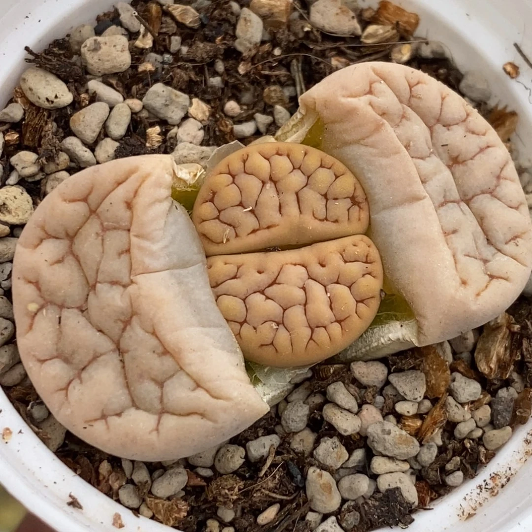 5906 374荒玉带盆土