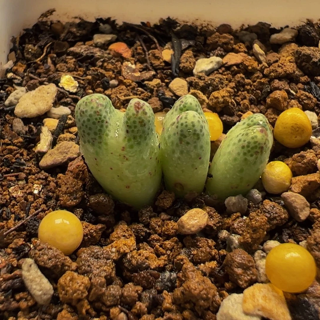 2251多肉植物种类多样