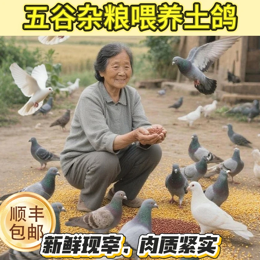农家散养五谷杂粮皇鸽！新鲜现杀带内脏，冷链锁鲜，顺丰包邮