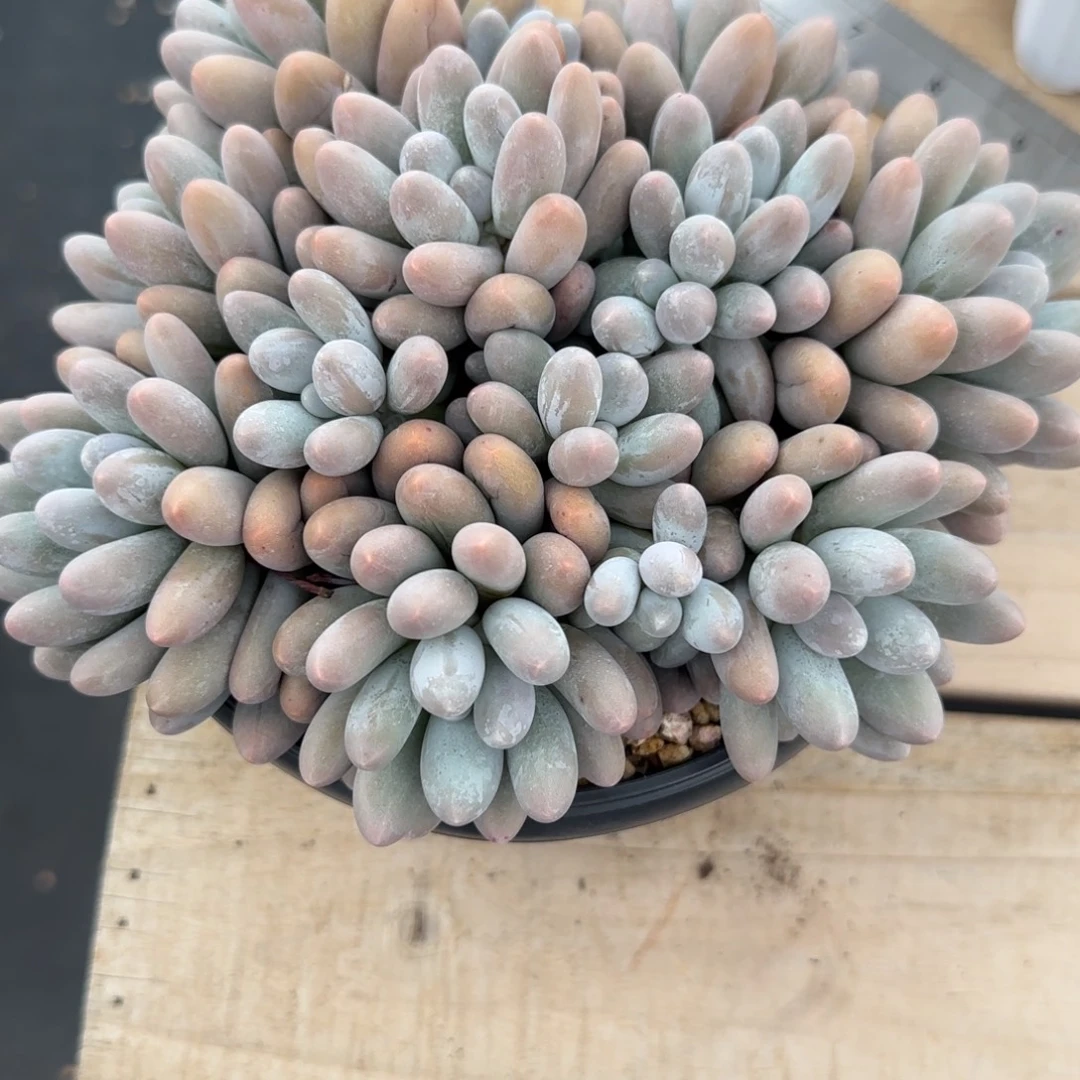 丫***丫多肉植物汤圆系列