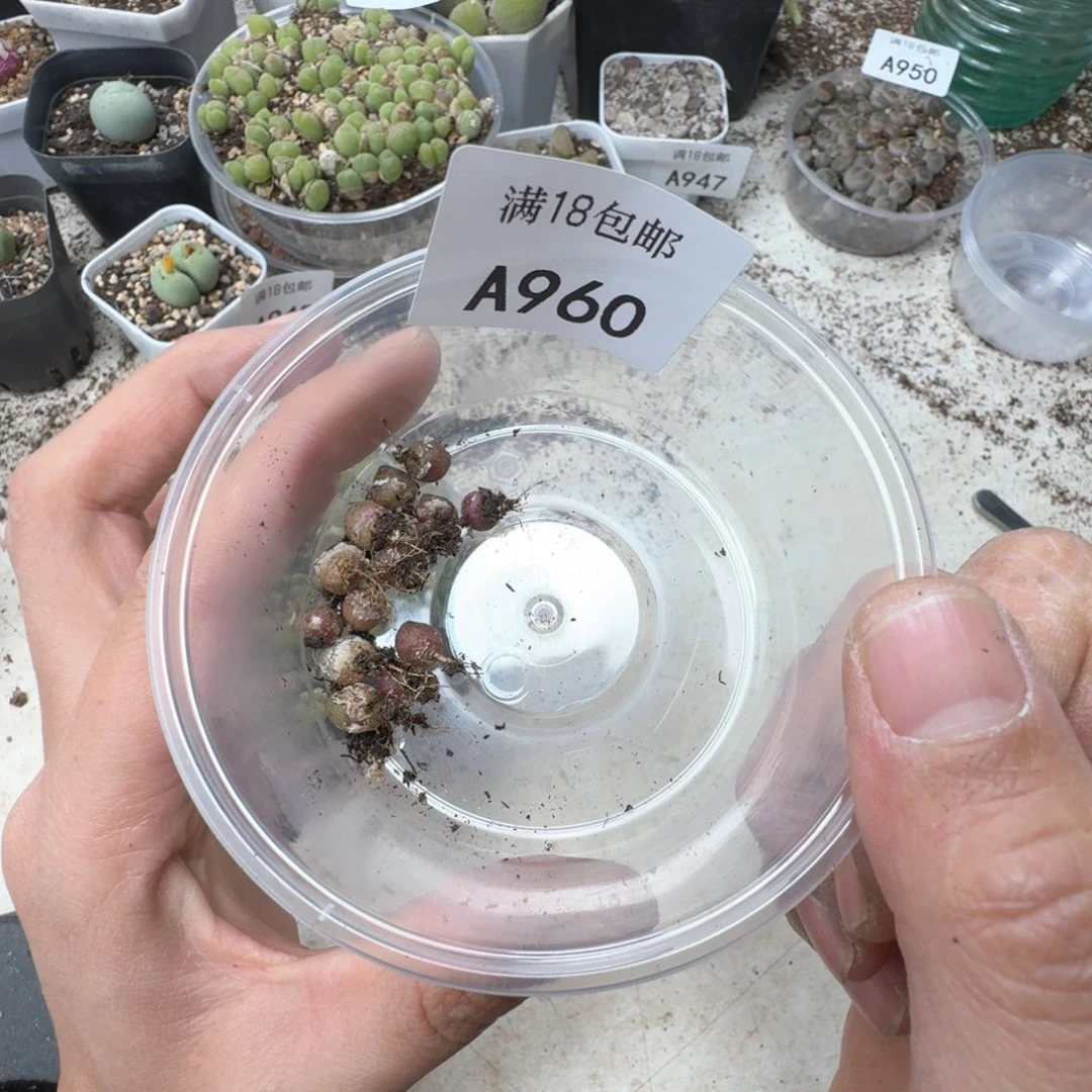 A960。小斑马一盒尺寸不大