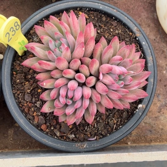 238虞美人 夏鸣园艺