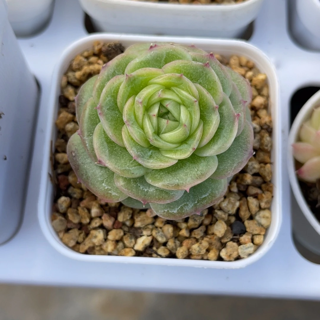 优选青鸾珍妮多肉2605