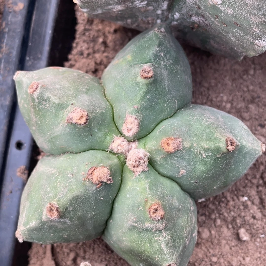 根芽大尤琉璃鸾凤玉