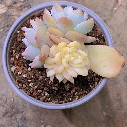 东***北梦露锦多肉植物群