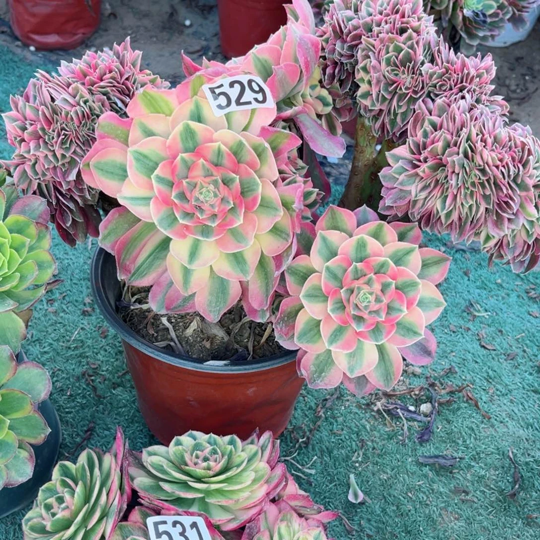 529粉女巫缀化多肉植物