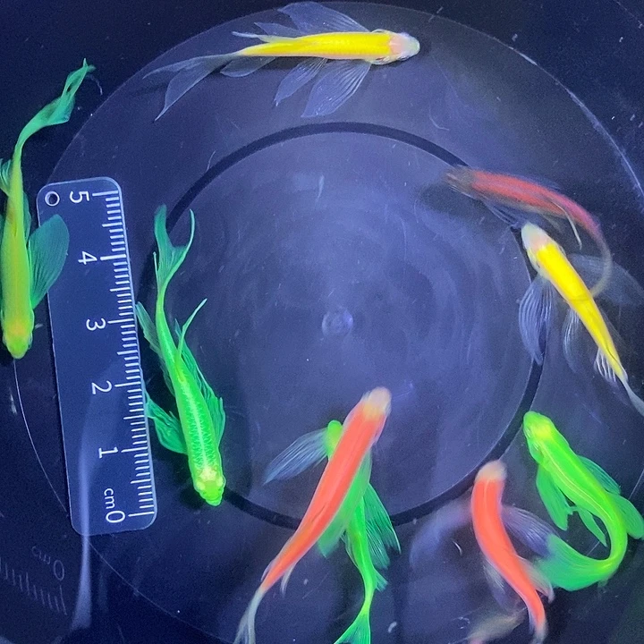 斑马鱼蝶翼斑马瑕疵练手鱼3-4厘米10条