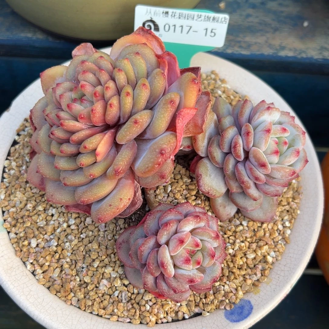 从前慢多肉精选编号0117.15