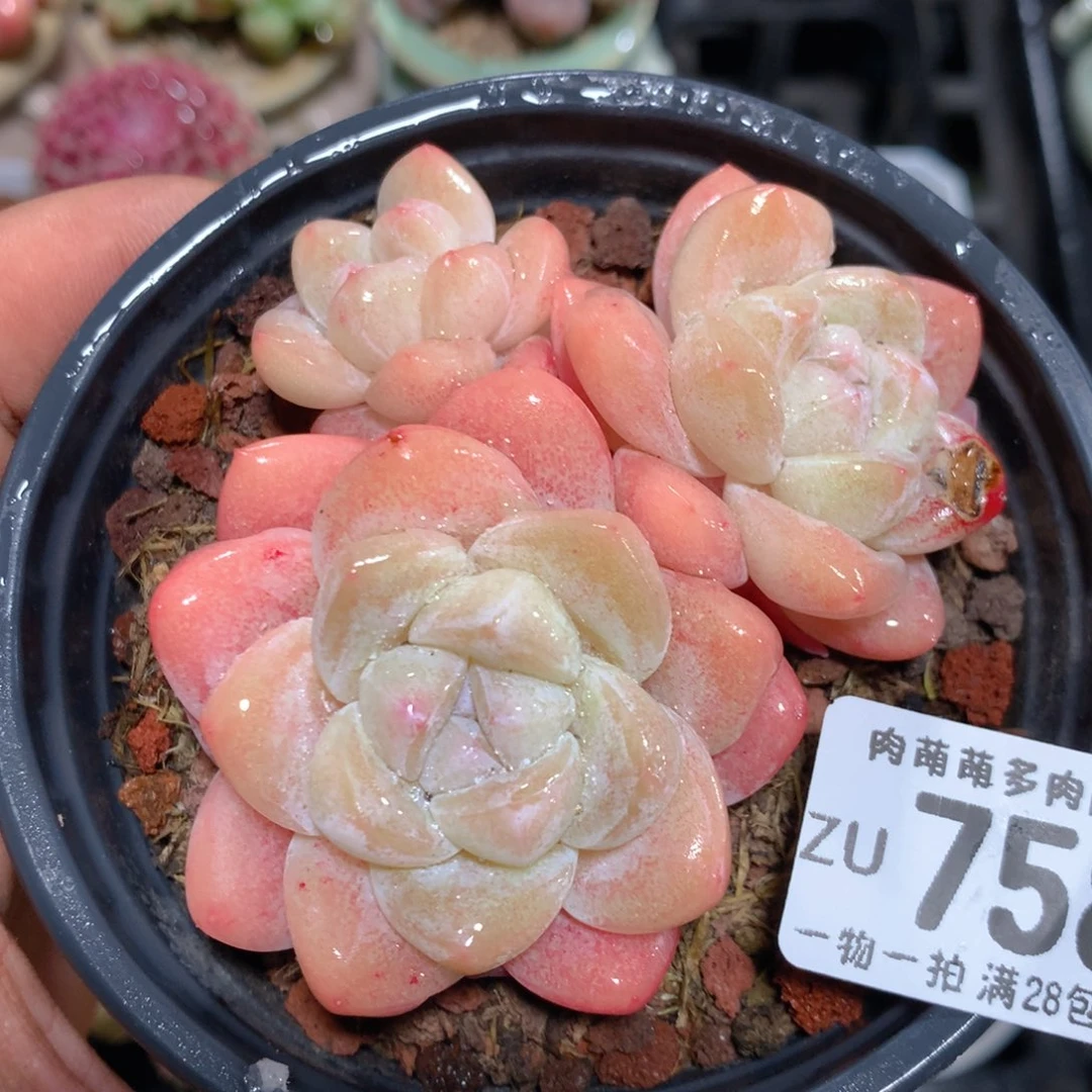 5CM拇指盆精控多肉ZU758