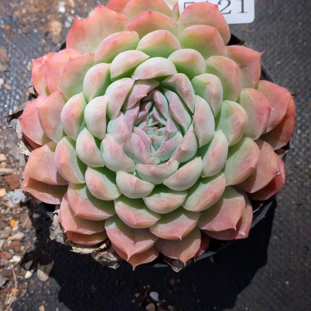 5121新年快乐发发发