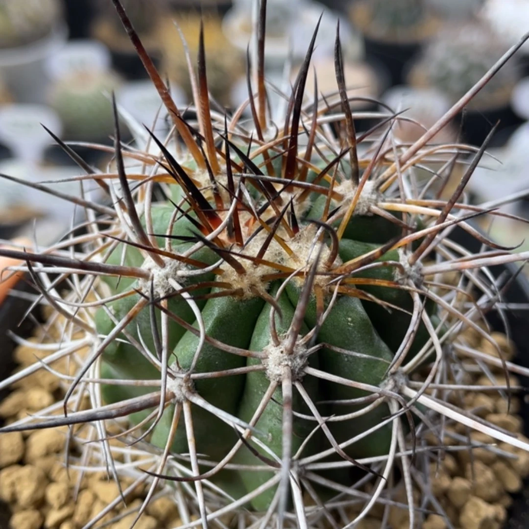 KK1391          实生根