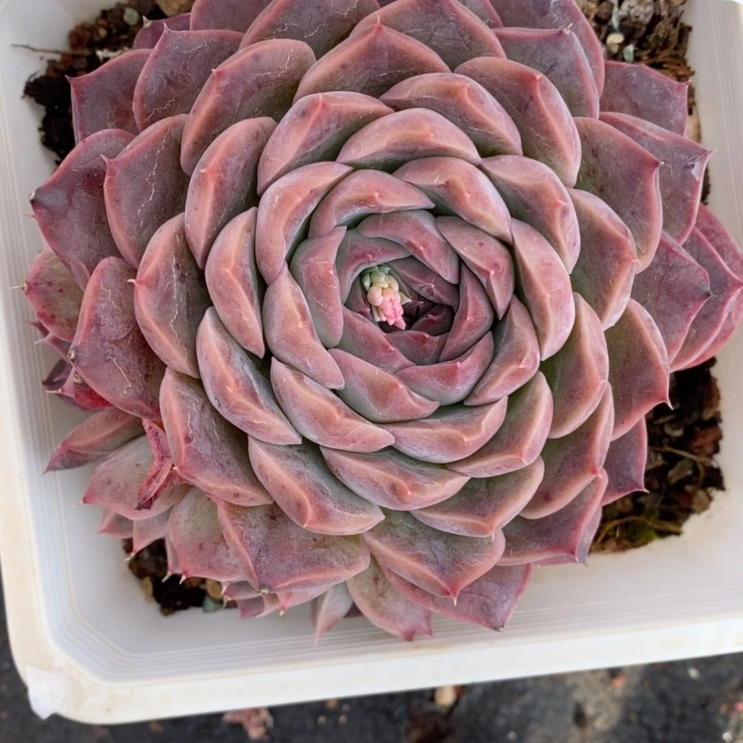 7902杂交多肉老桩