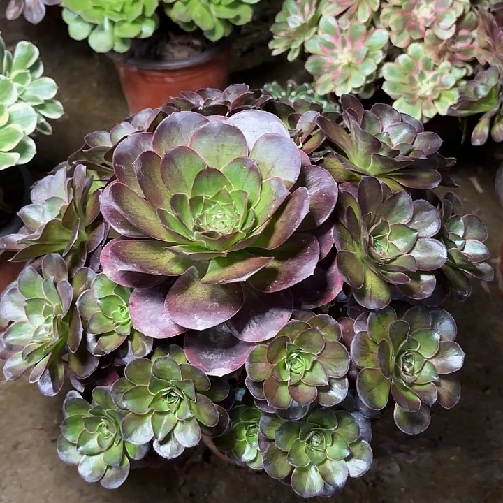 多肉植物法师魅金36