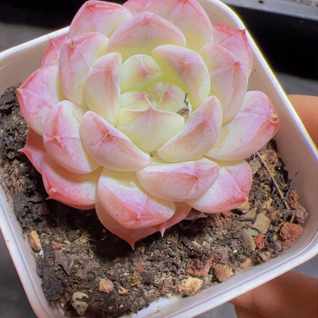 壹*新品，多肉植物