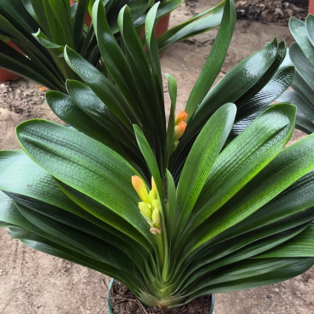 当前无花栽培后可以开花