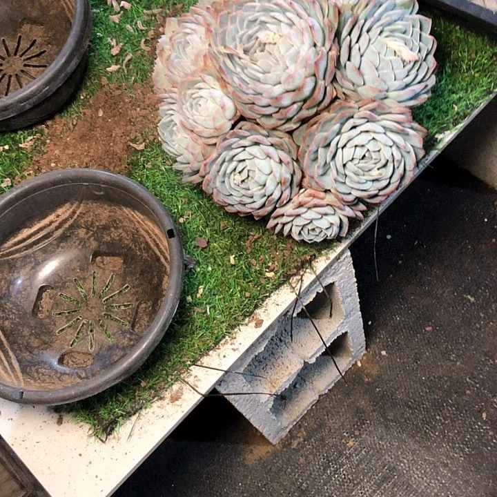 阳**丽259/////////////////