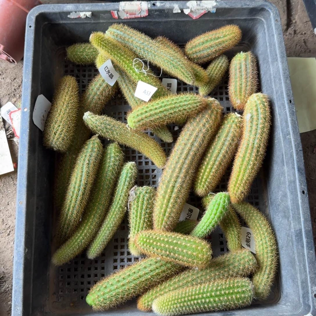 276无名3个班侧牙歪3公分左右20包邮