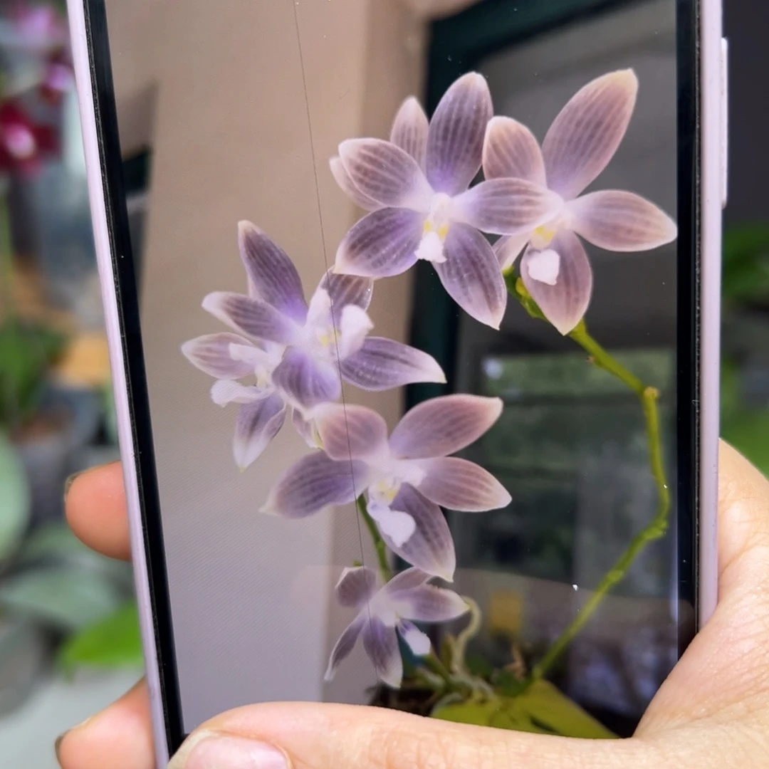 无花朵紫玉美人蝴蝶兰