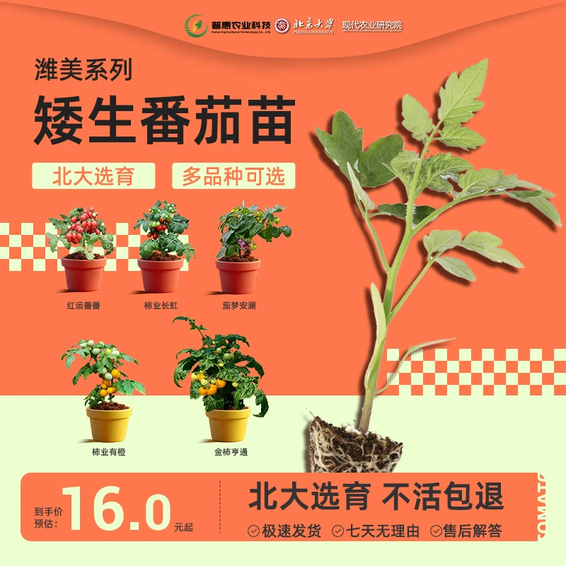 潍美T101~T105矮生番茄苗矮生小番茄+五彩辣椒圣女果小番茄