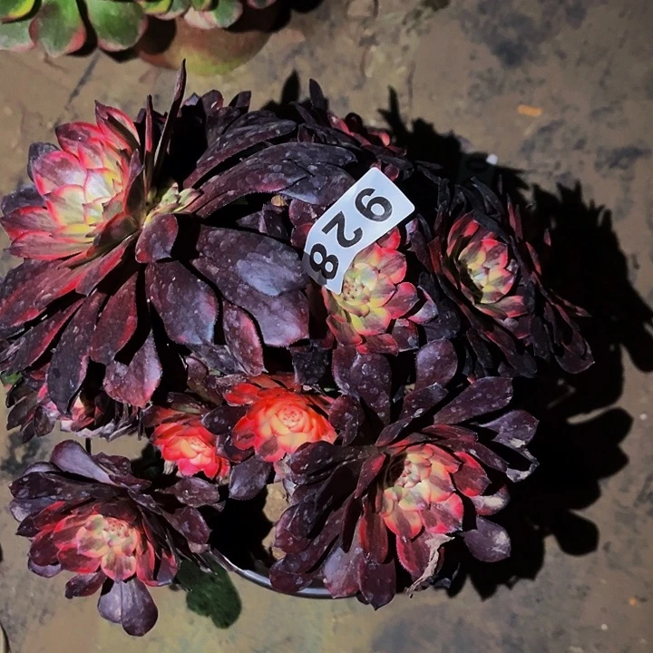 928火烧云多肉植物处理不售后