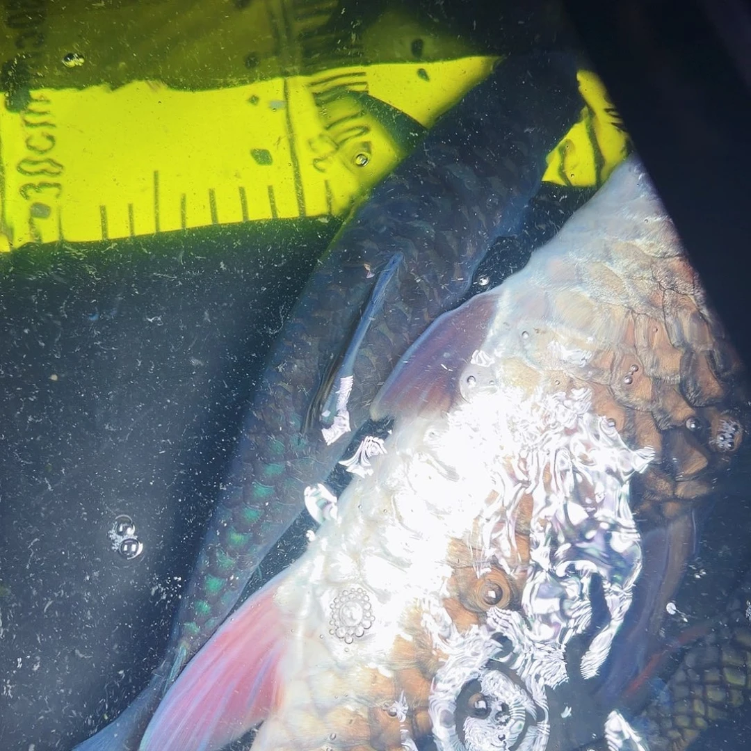 海水鱼红崩河异口蓝吉罗