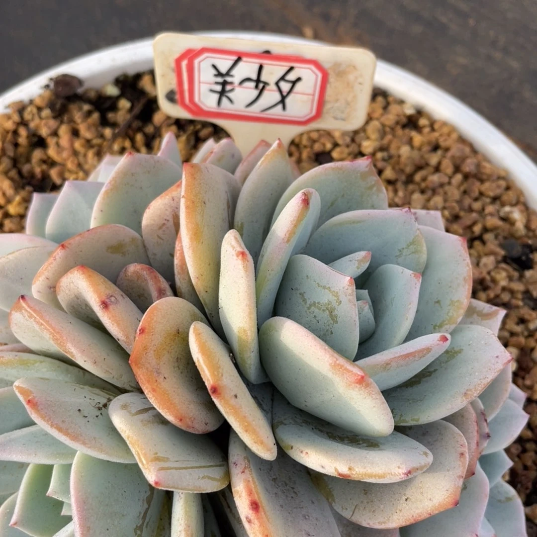 美****?姐姐说她真的不是