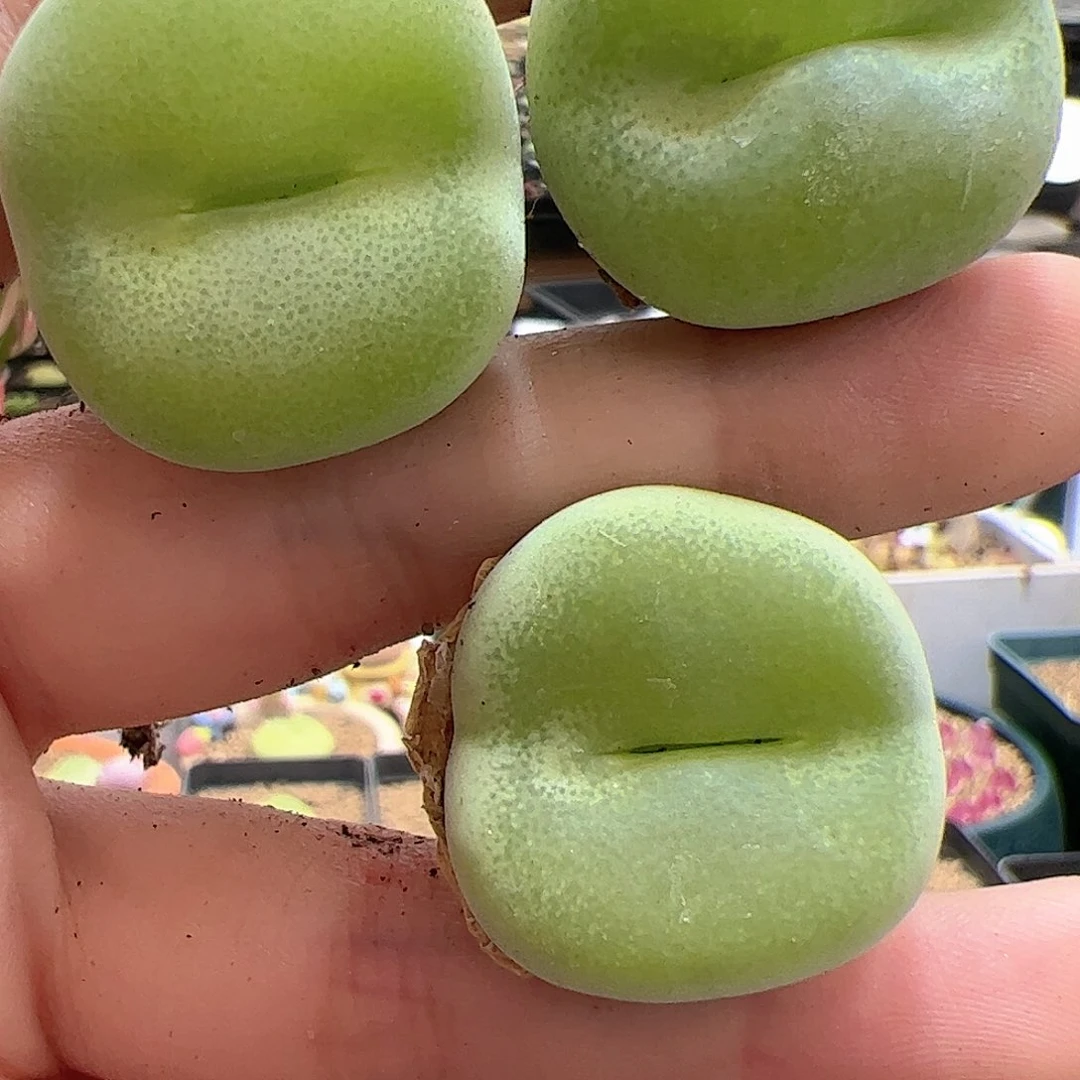 【闪购商品】钢**蝶79 翠光