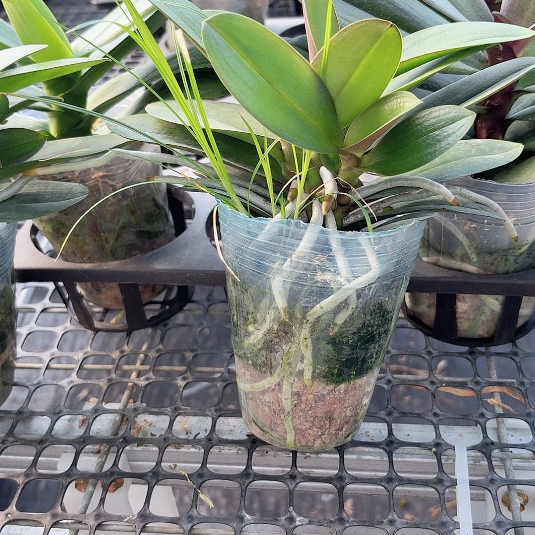无花朵小叶新品多头1颗