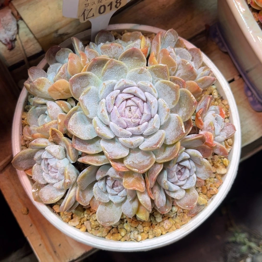 汉堡包duodiyicilvbu