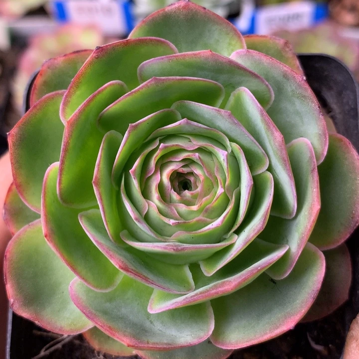 一物一拍星辰青染139