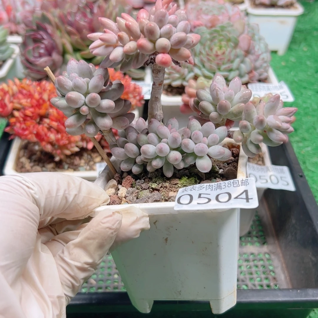 无花朵多肉一物一拍植物0504