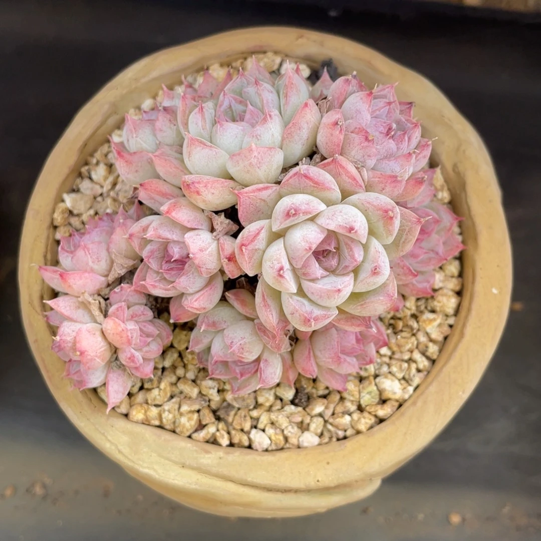 紫色边线女王群生