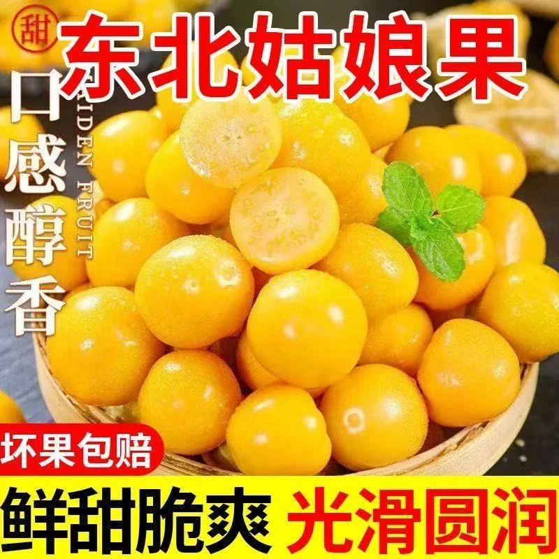 内蒙古薄皮陆地姑娘果灯笼果新鲜采摘清甜多汁当季水果产地直发