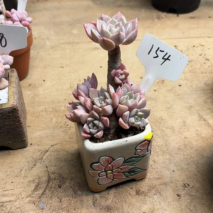 多肉植物，红粉佳人154号