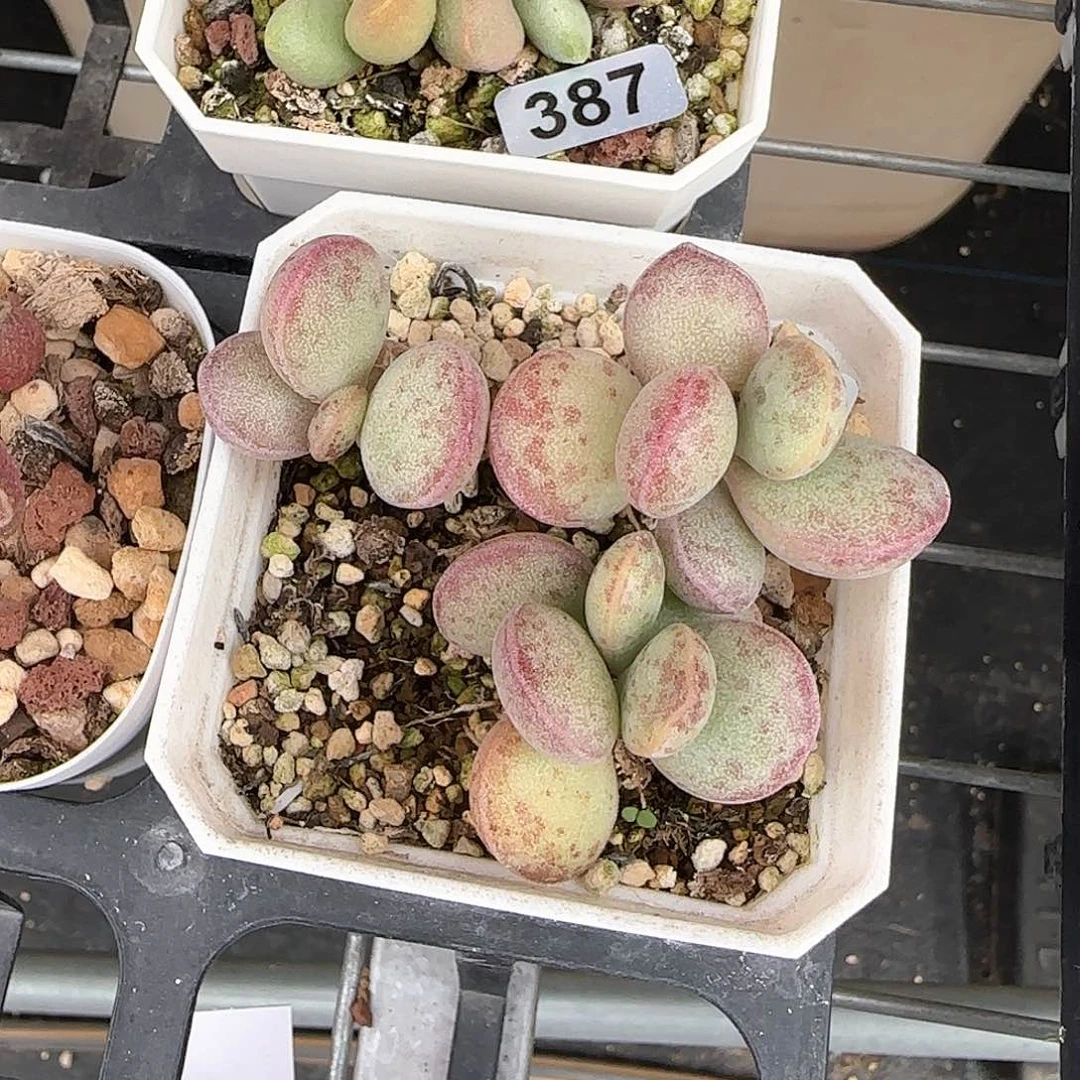 ঞ原始蛋水泡多肉植物