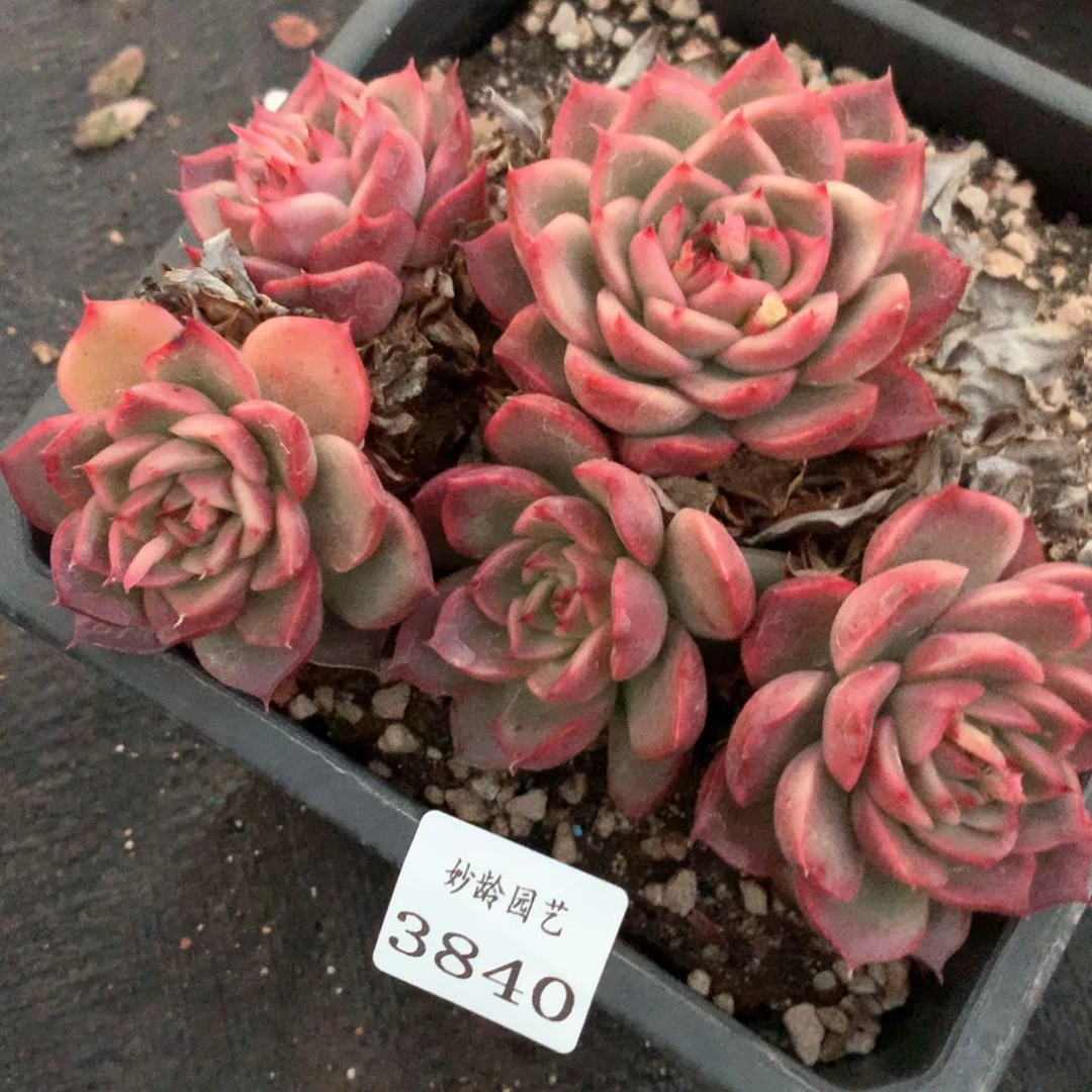 3840杂交多肉植物基地