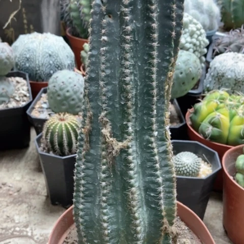 黑金刚仙人球15米仙人球