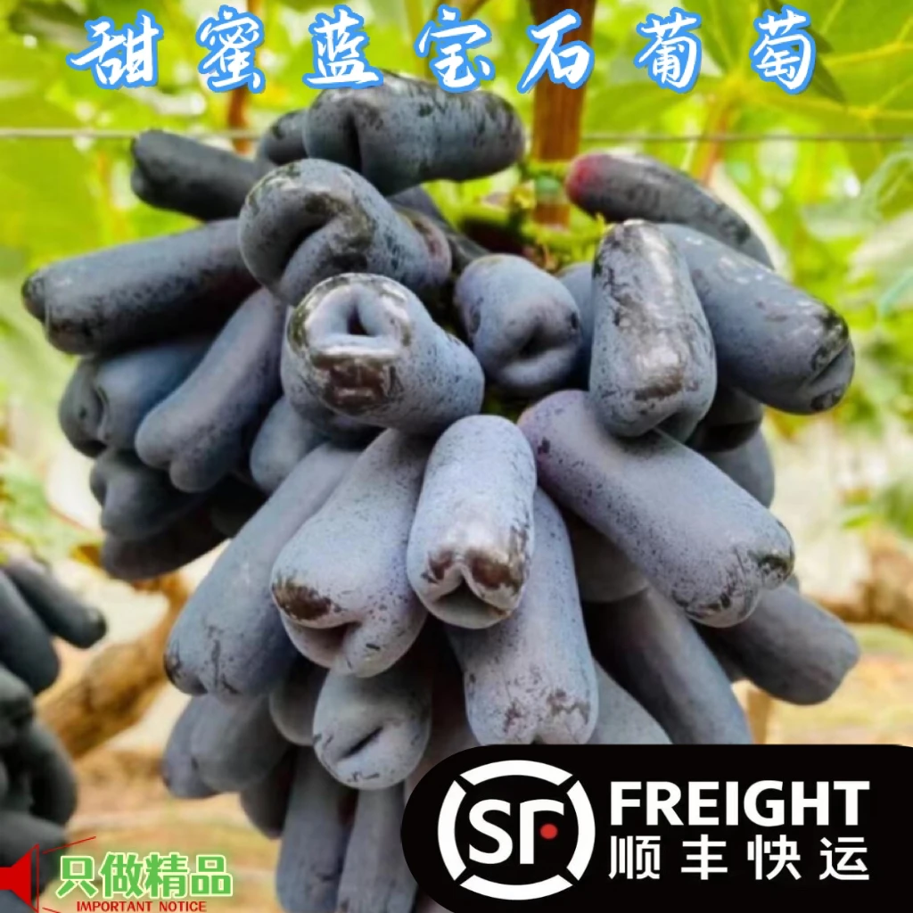 【顺丰】四川新鲜蓝宝石金手指葡萄肉厚饱满无籽黑手指葡萄果园直发