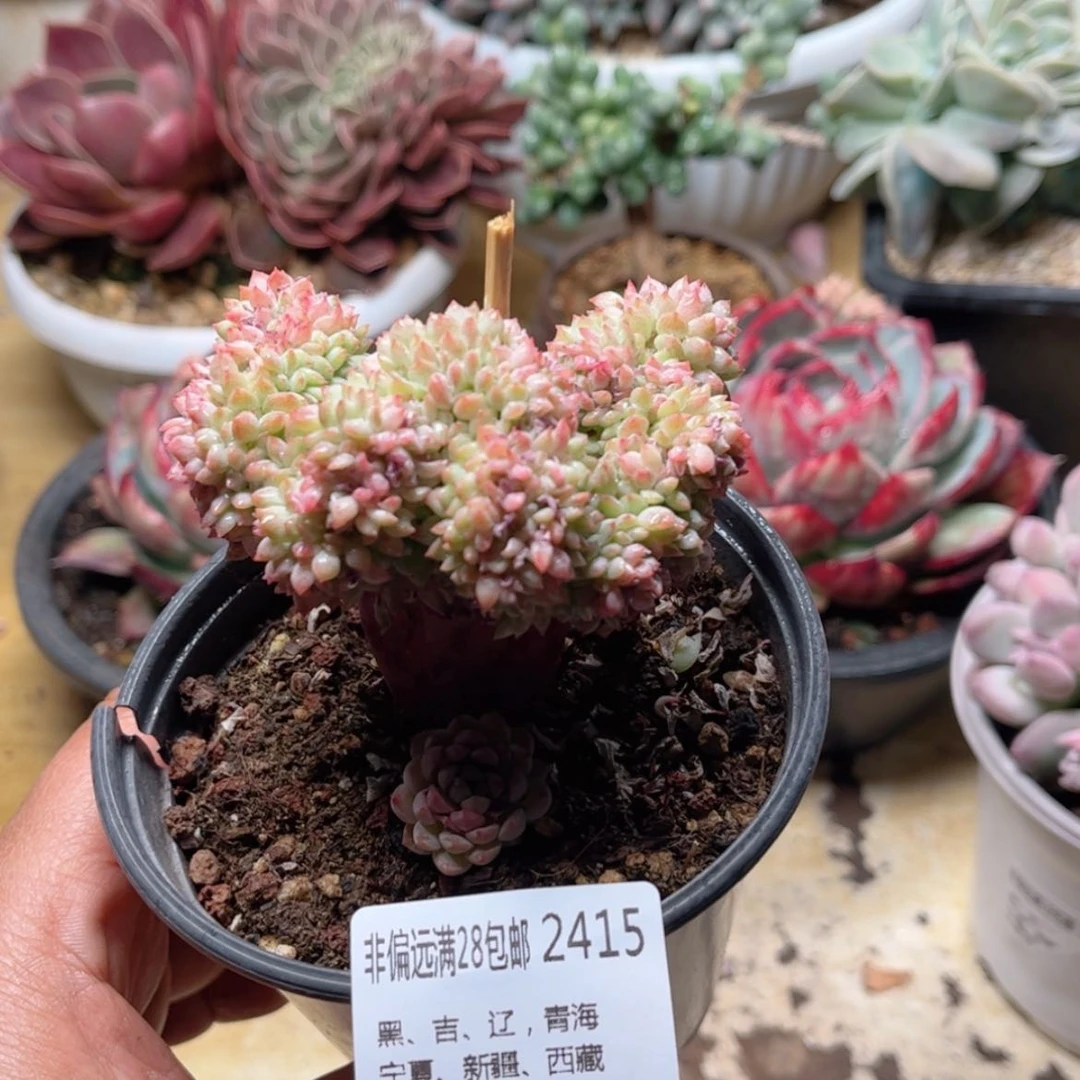 【闪购商品】2415小粉梅缀