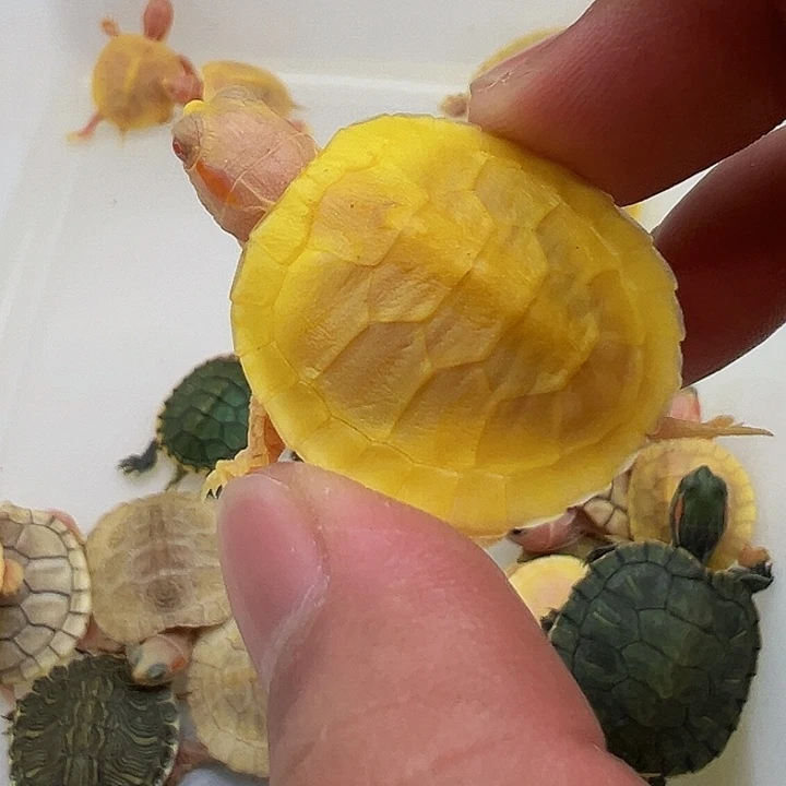 绿毛龟母巴西龟1111