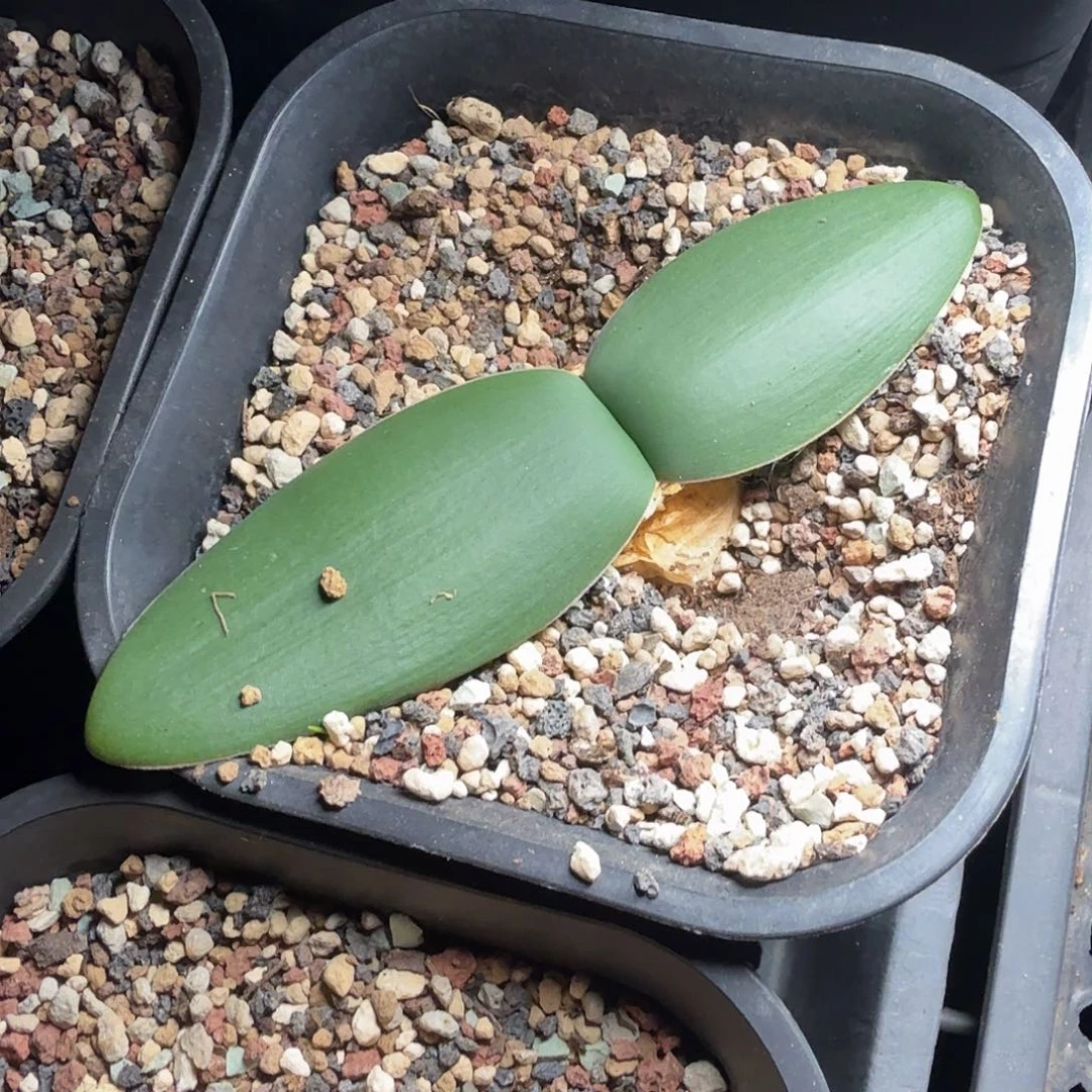 bb灯台百合一个sandkraal