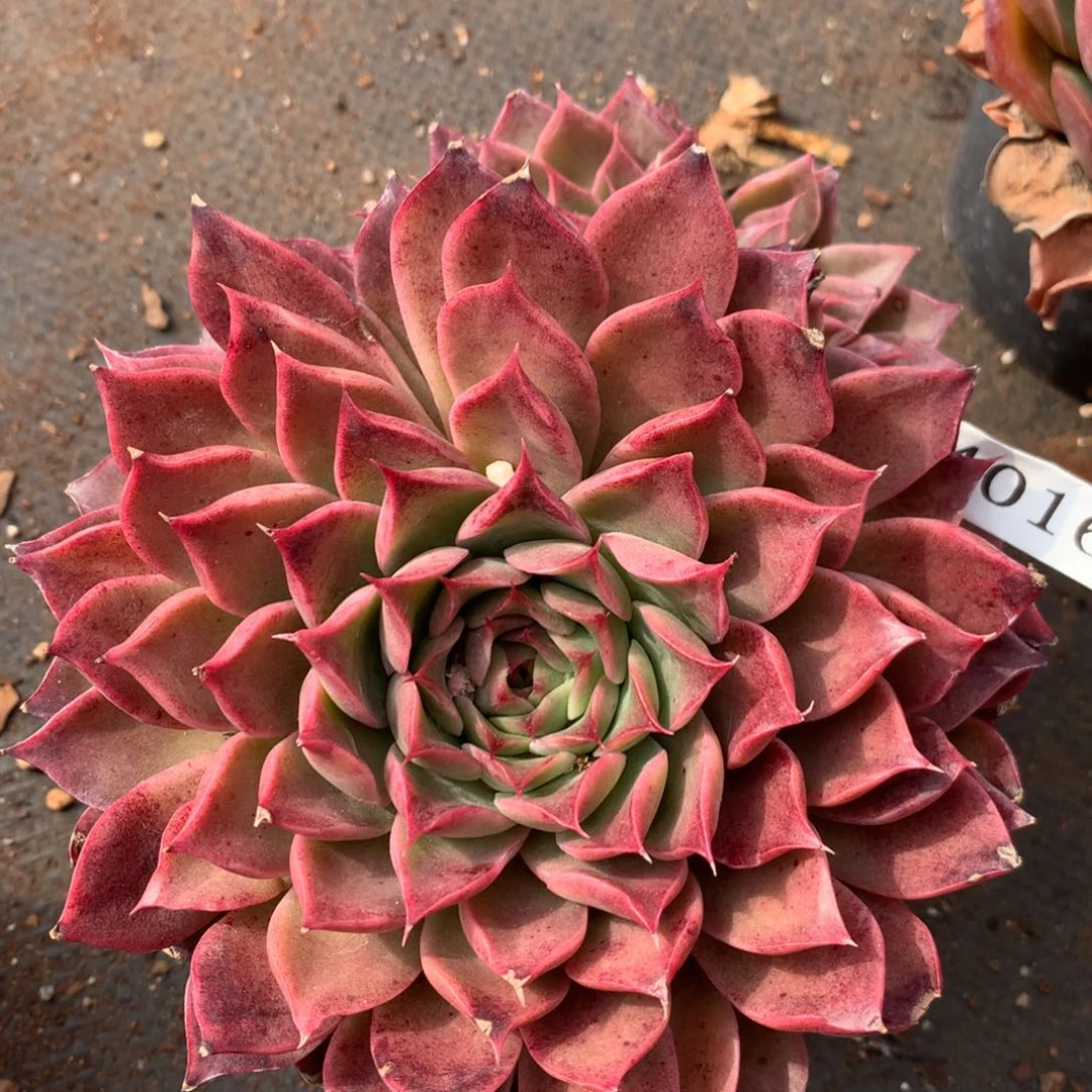 4016新年快乐发发发