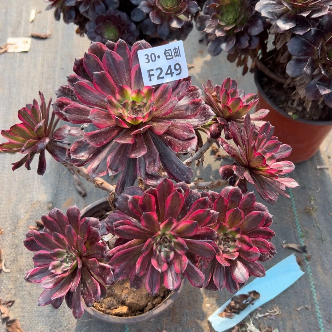 249 多肉法师红金刚