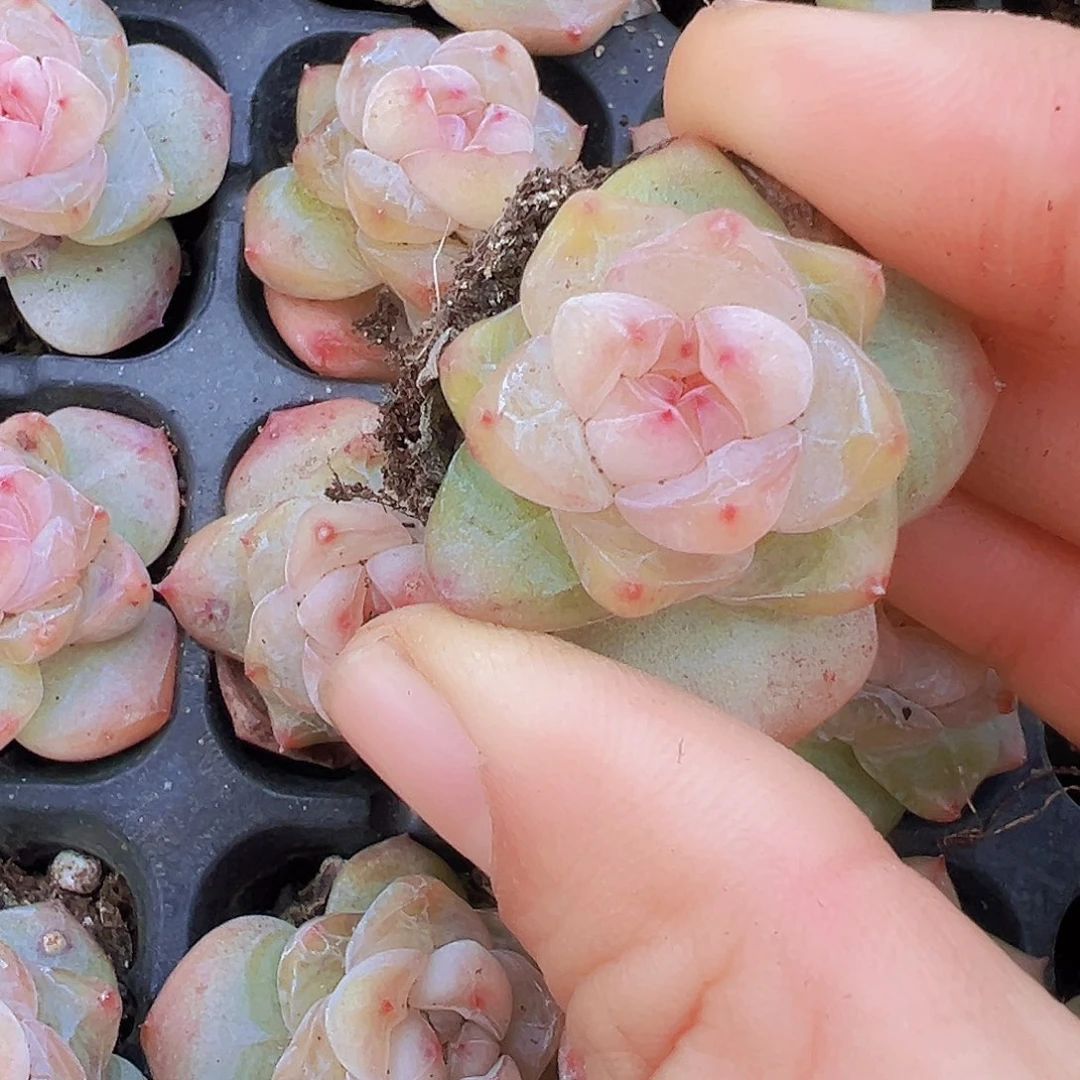 繁星珍妮苗5颗19包邮