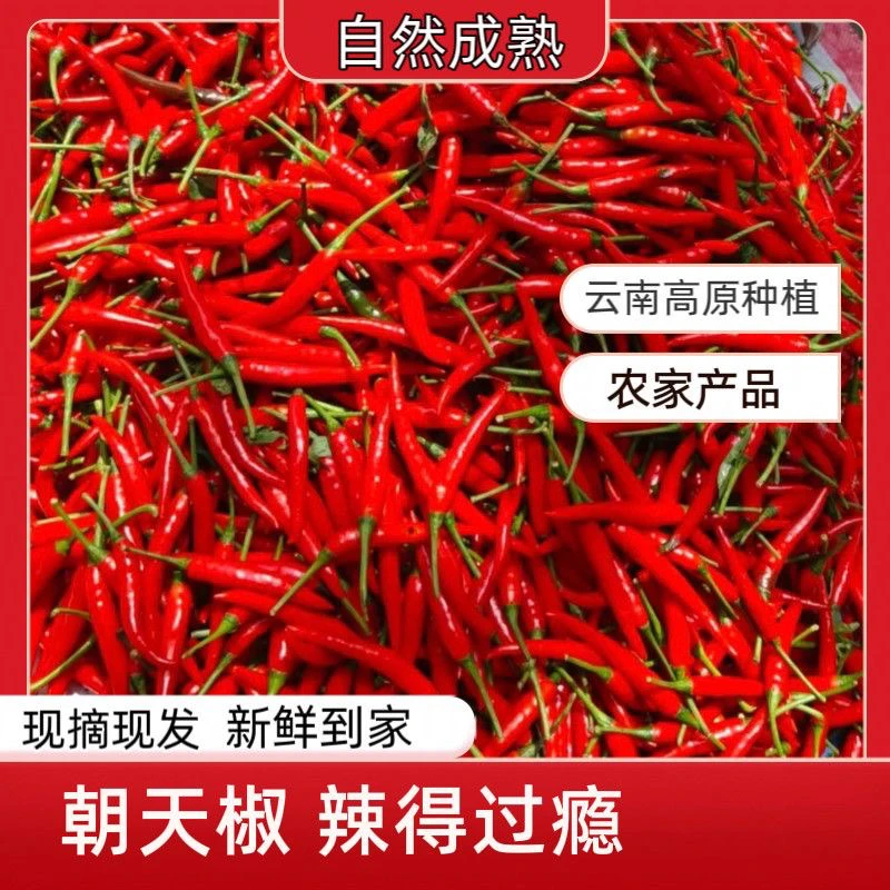 农家自种露天自然生长现摘特辣小米椒可用于餐饮调味的蔬菜辣椒