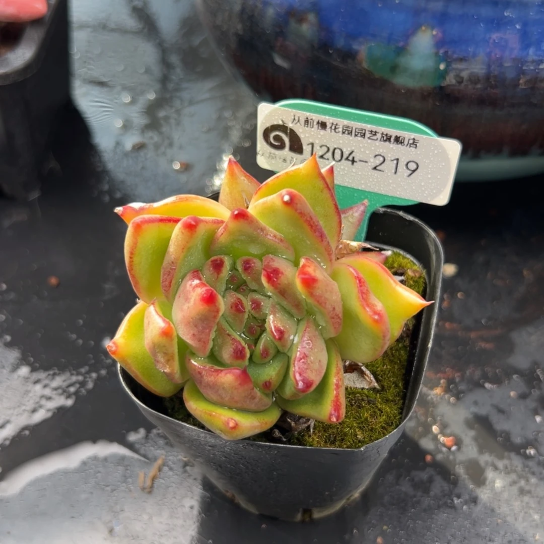 从前慢花园多肉编号1204-219