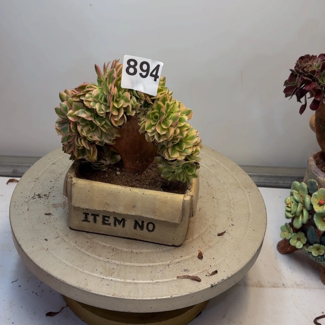 多肉植物万白缀小894