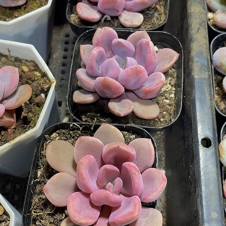 丘比特2.8带盆土